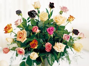 Many colors of roses